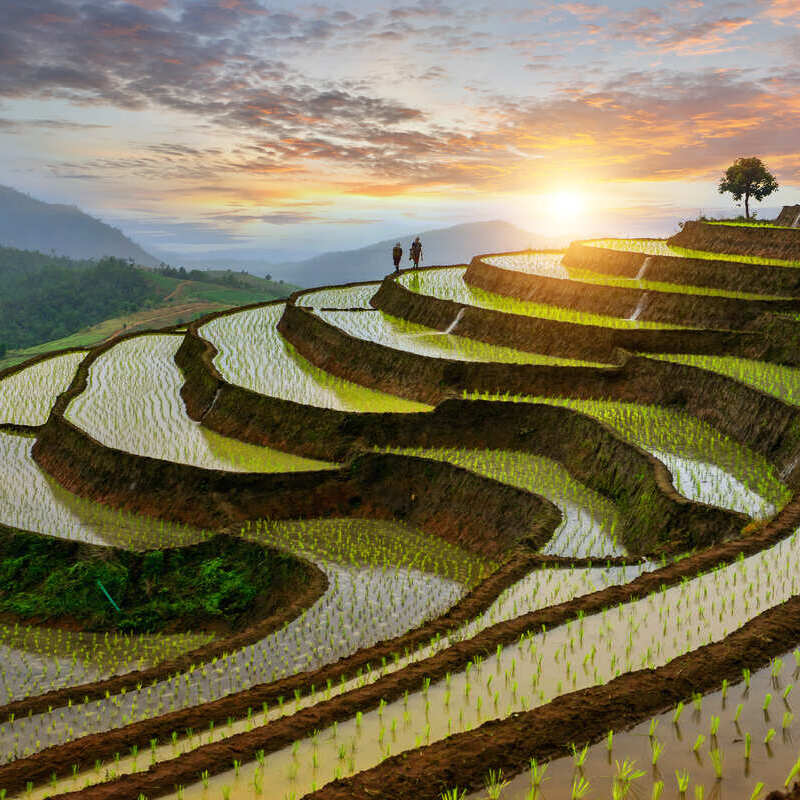 Pa-Pong-Peang Rice Paddy In Thailand, Southeast Asia, During Sunrise