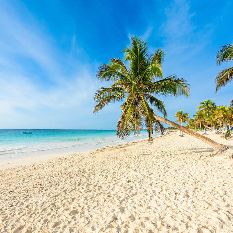 Palm Tree On A Tropical Golden Sand Beach Bounded By The Bright Blue Caribbean Sea In Cancun, Quintana Roo, Mexico