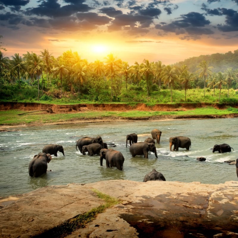 elephants in the sunset in sri lanka