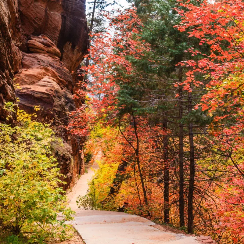 fall foilage in zion park