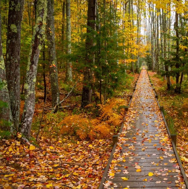 walkway with fall leaves and trees