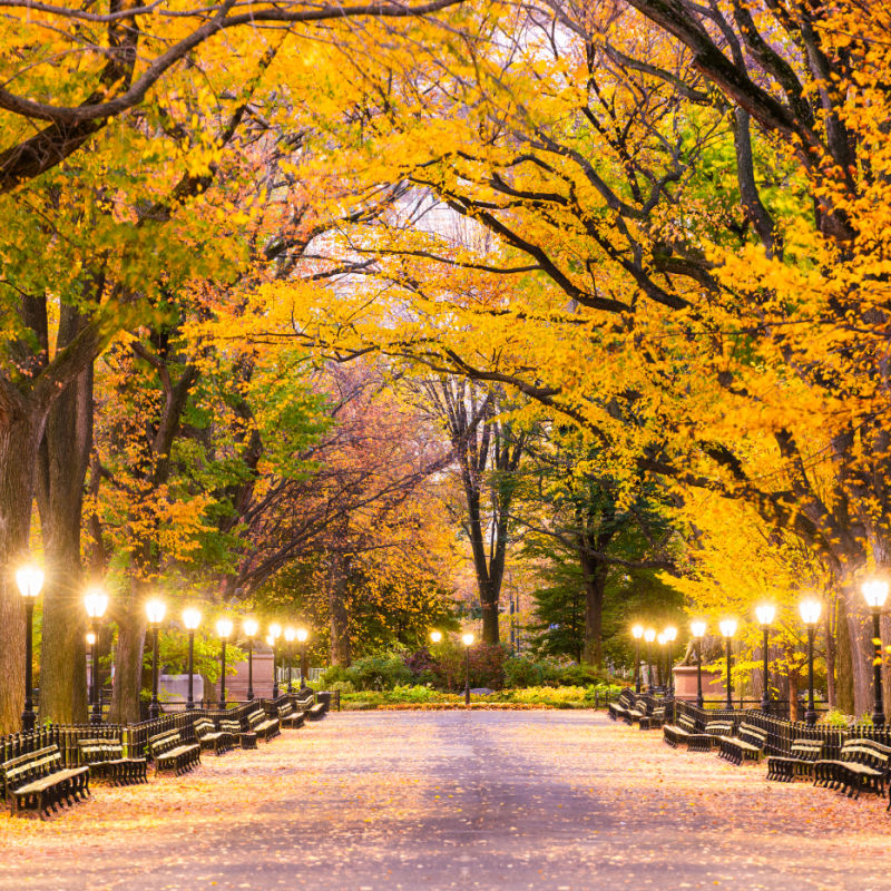 Fall in Central Park