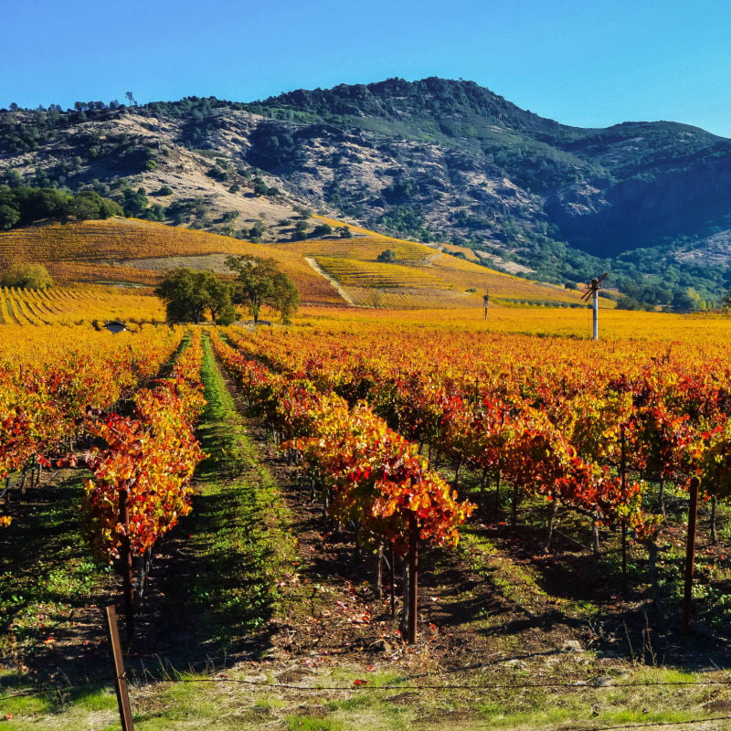 Napa Valley Fall