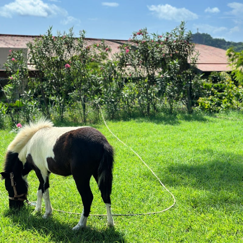 Pony in La Santa Maria Resort in Nicaragua