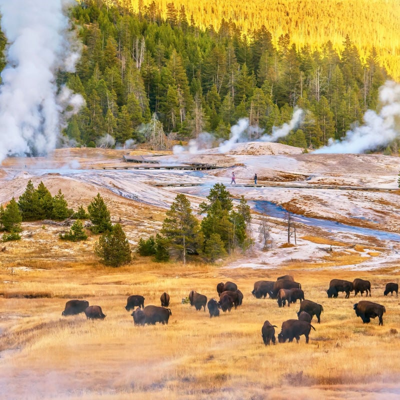 Yellowstone National Park during fall