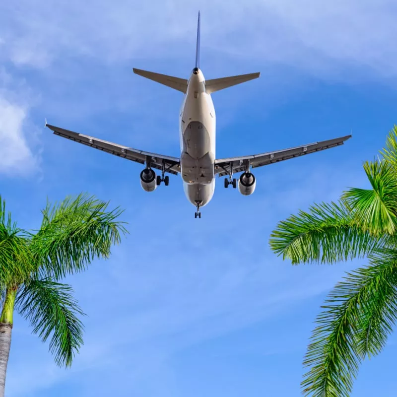 plane flying over palm trees in tropical location