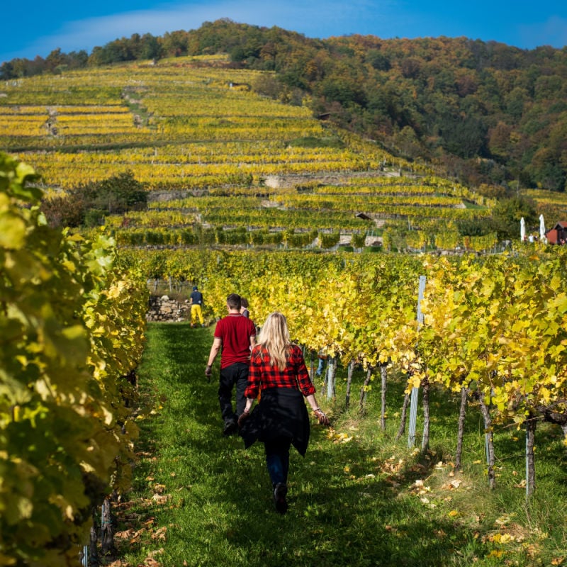 Austrian vineyard