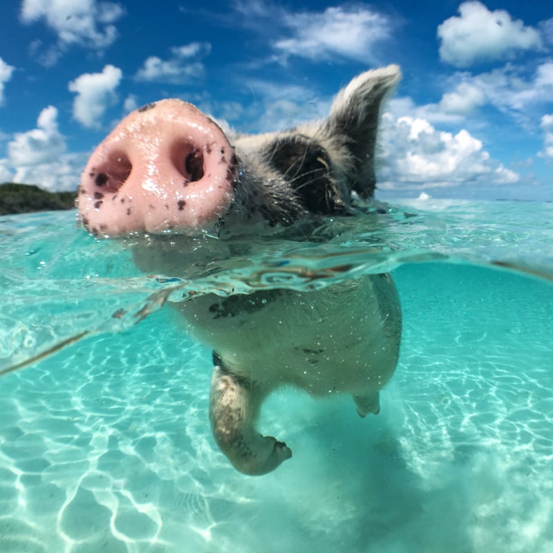 swimming pig in the bahamas