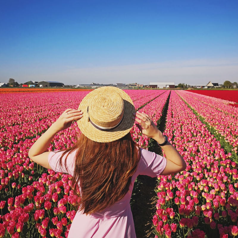 tulip fields