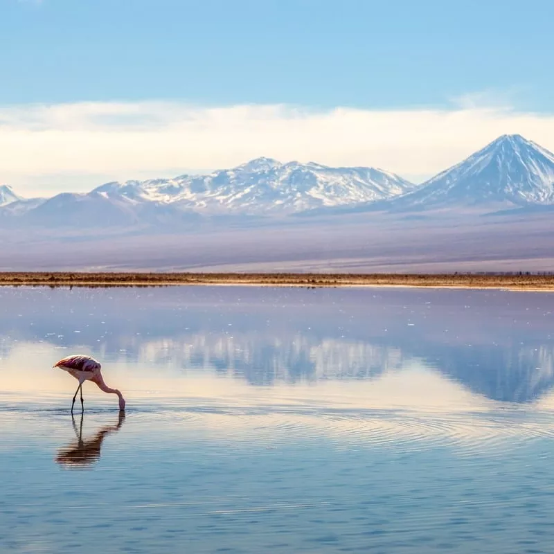 A Flamingo Feeding On The Edge Of Salar de Tara, In The Atacama Desert Of Chile, South America