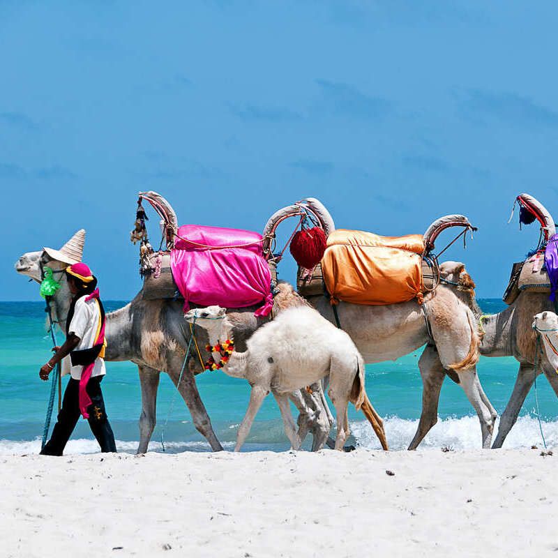 Camels Pictures On A Beach In Djerba, Tunisia, North Africa