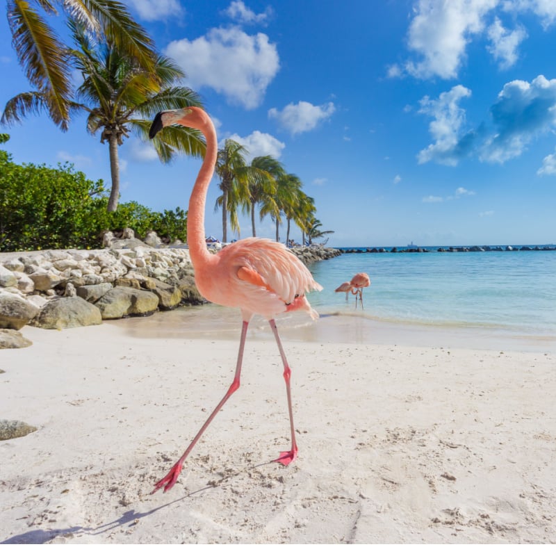 Flamingos on the beach. Aruba island