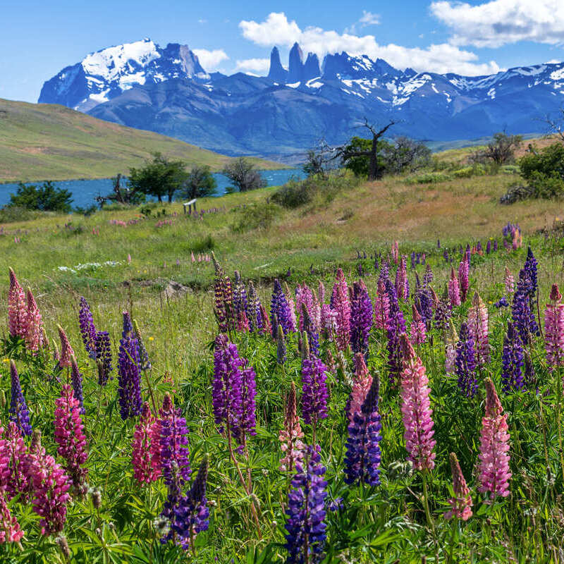 Lupine Flowers Seen On An Open Field With The Torres del Paine National Park In Chile, Latin America