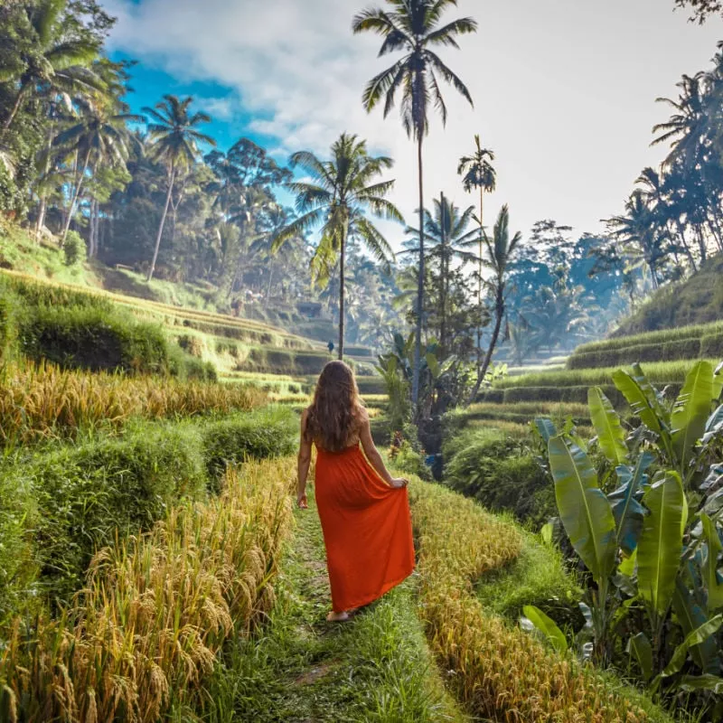 Solo female traveler in the rice terraces of Ubud Bali Indonesia Asia