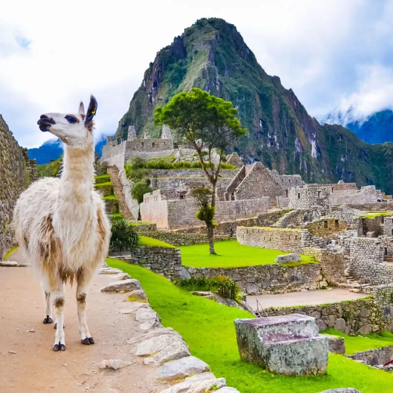 Llama In Machu Picchu, An Incan Heritage Site In Peru, South America