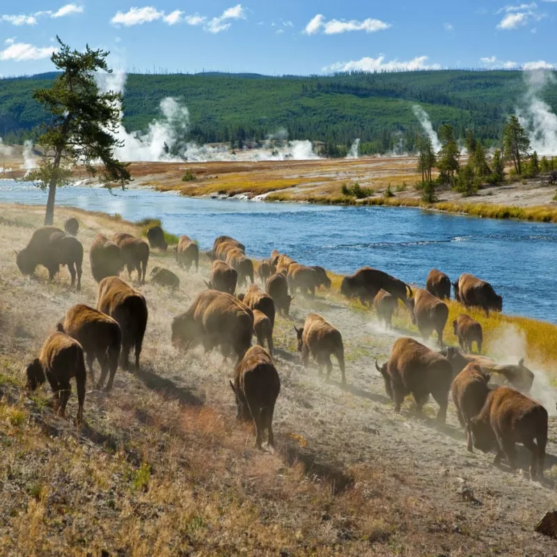 bison herd at yellowstone