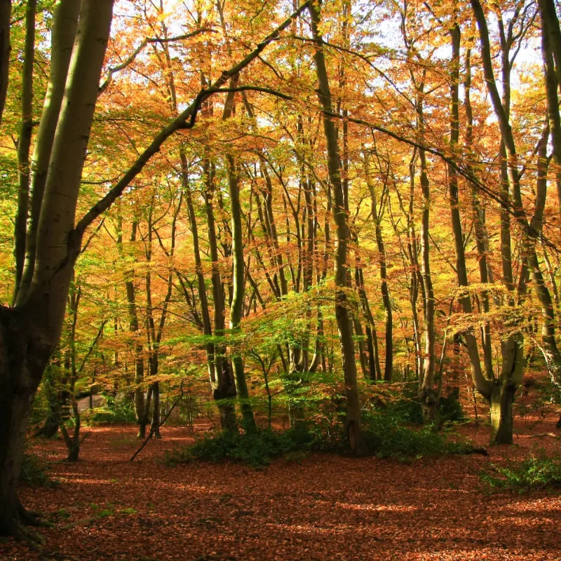 epping forest outside london