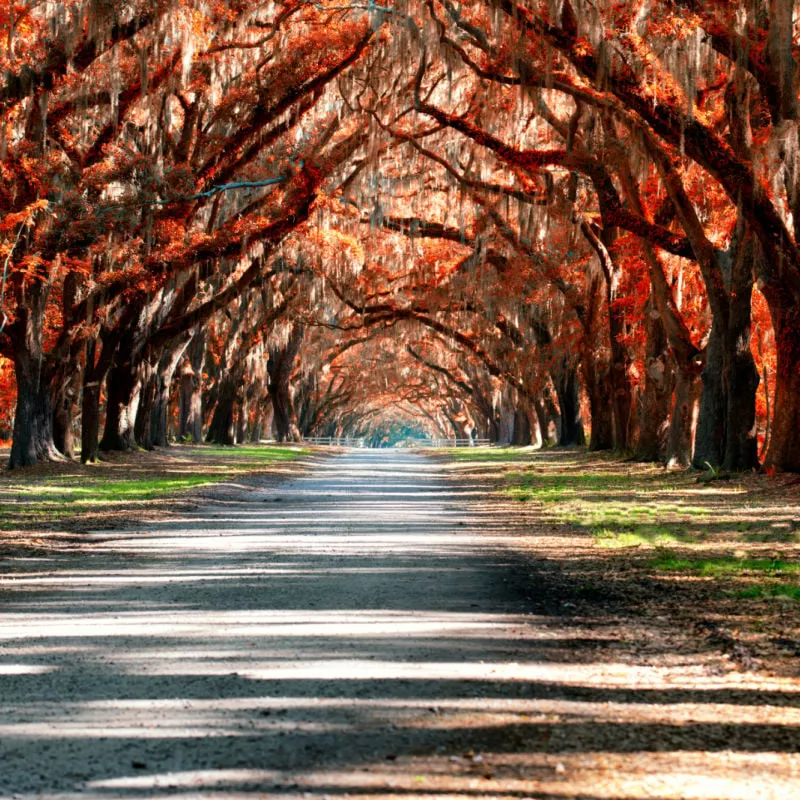 view of a road in Georgia with trees over the road