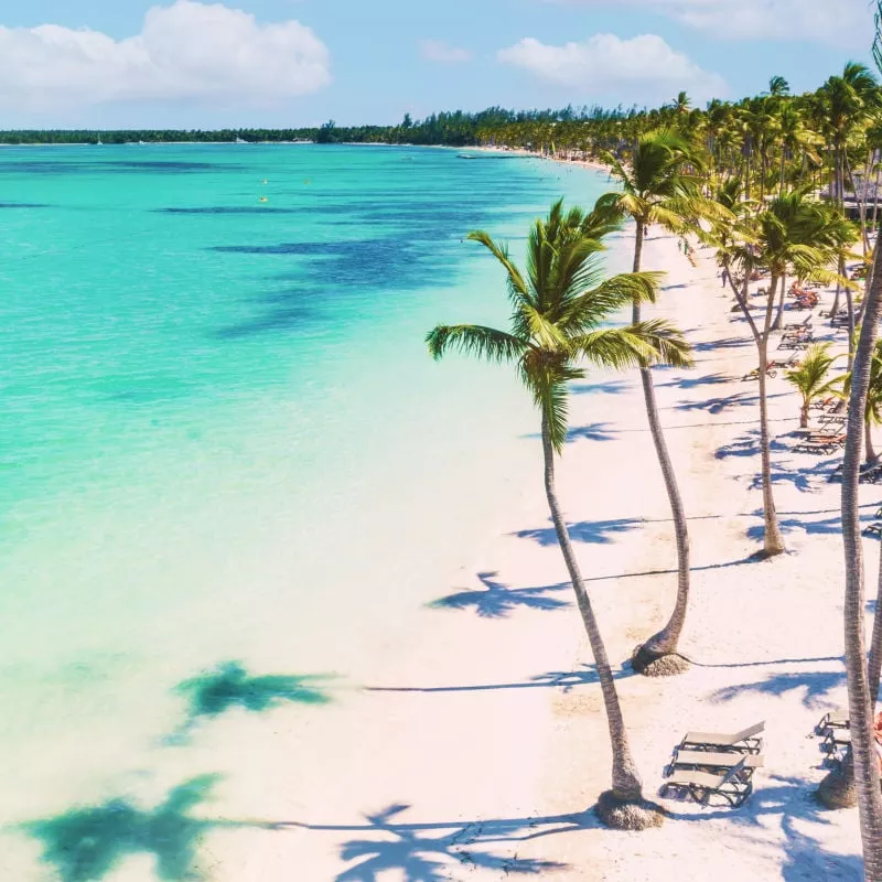 Punta Cana Beach Palm Trees