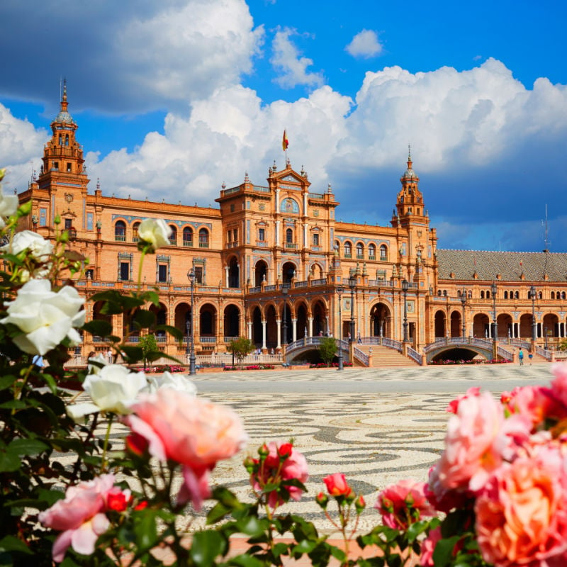 Roses in bloom in Seville Spain