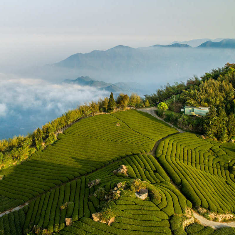 Tea Fields In Alishan, Taiwan, East Asia