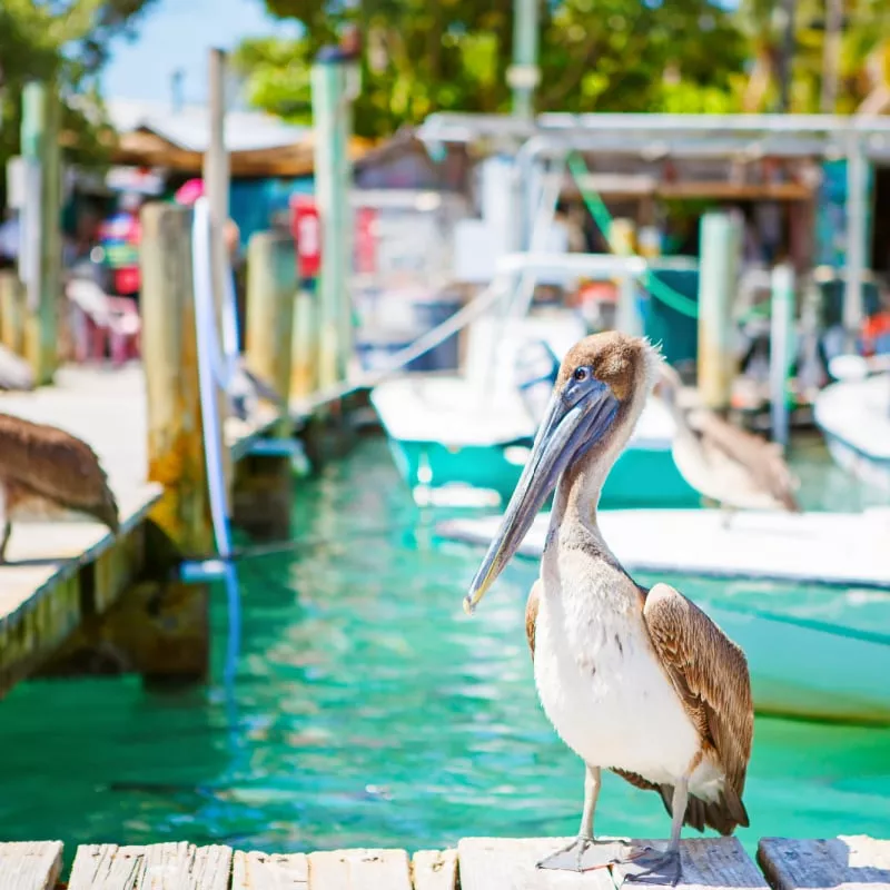 pelican in islamorada florida keys