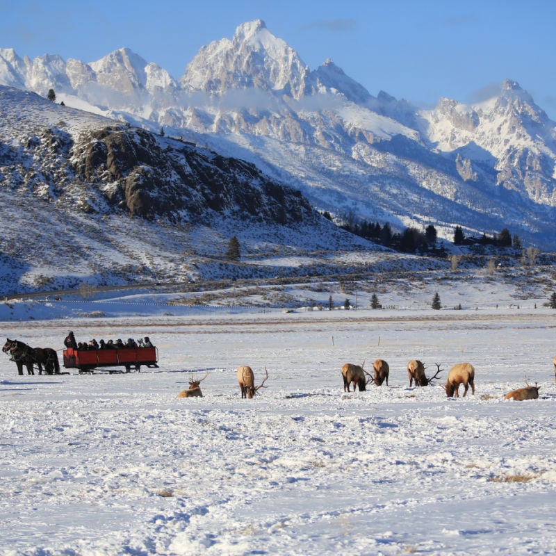 Elk sightings on sleigh ride