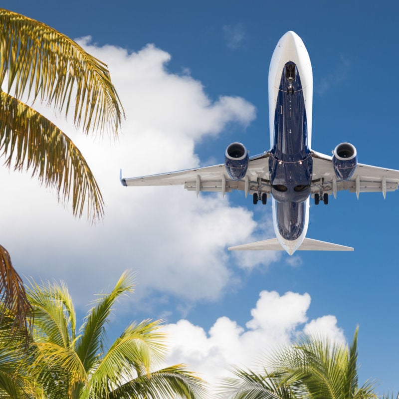 Airplane flying over palm trees