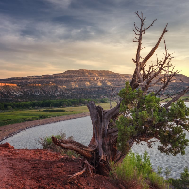 Landscape in the petrified forest of Escalante Utah