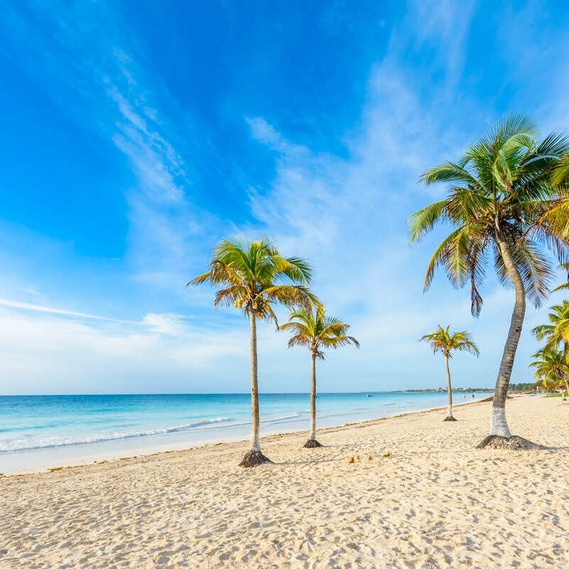 Solitary Palm Trees On A Beach In The Mexican Caribbean, Riviera Maya, Mexico