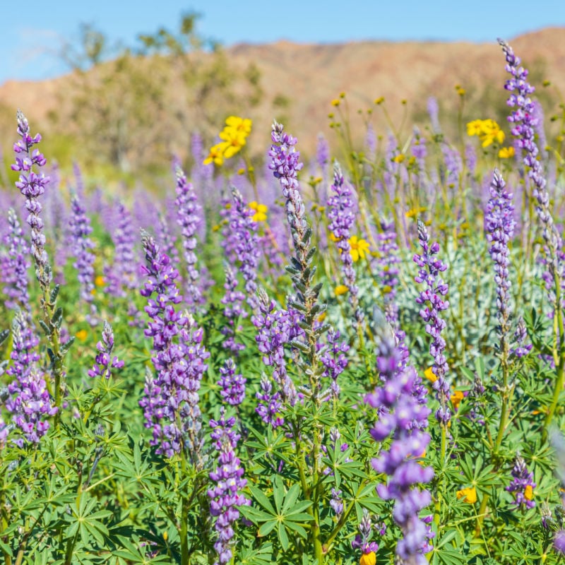 blooming arizona lupines at joshua tree national park