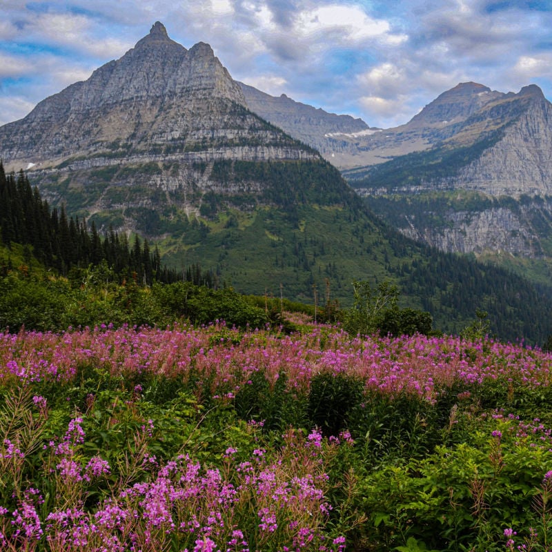 blooming pink flowers in big bend