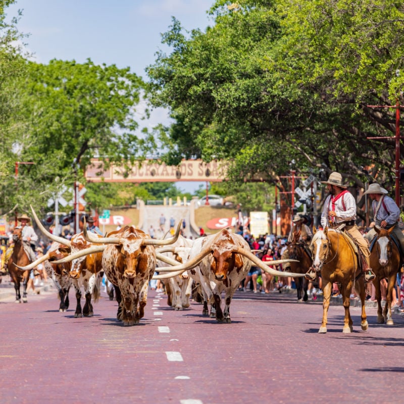 cattle drive stockyards Fort Worth