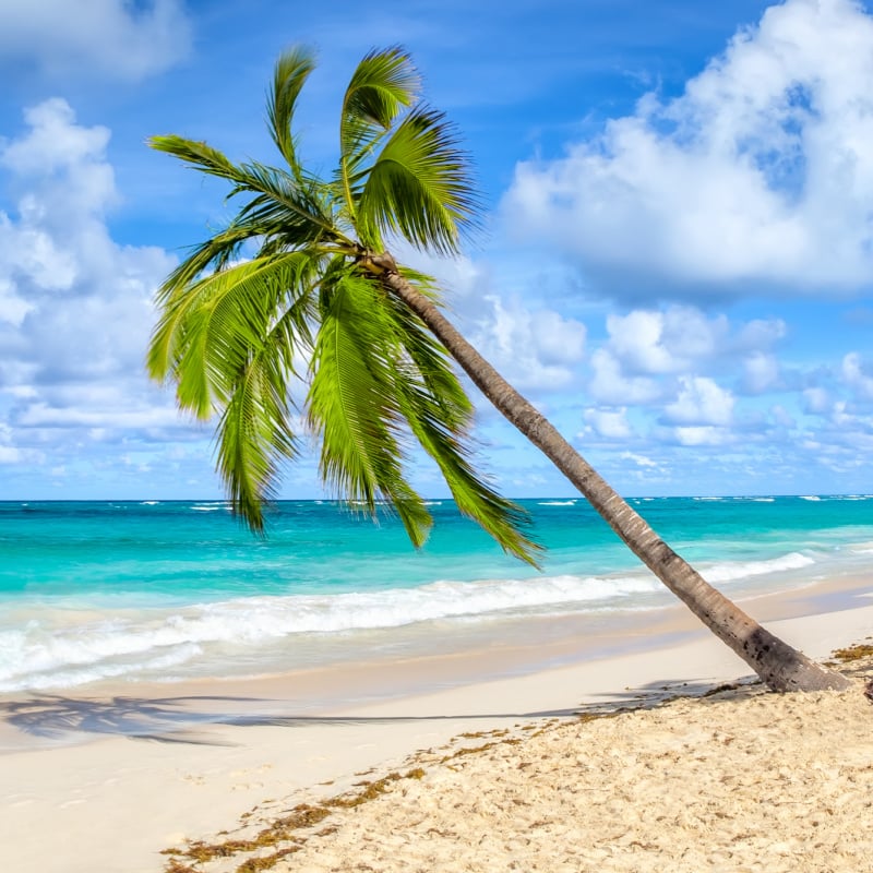 leaning palm tree on a beach in punta cana the dominican republic