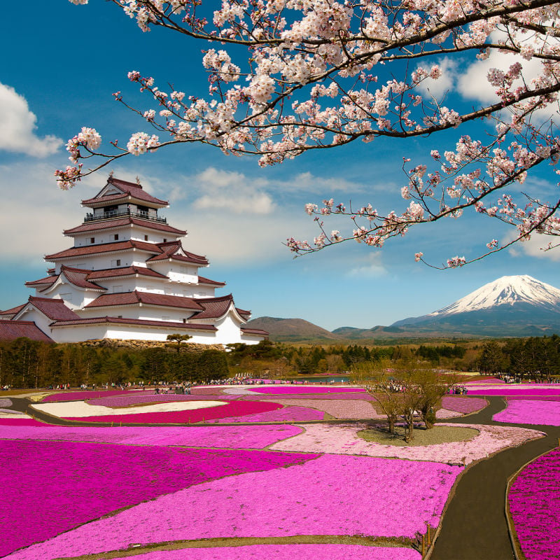 Spring Season in Japan