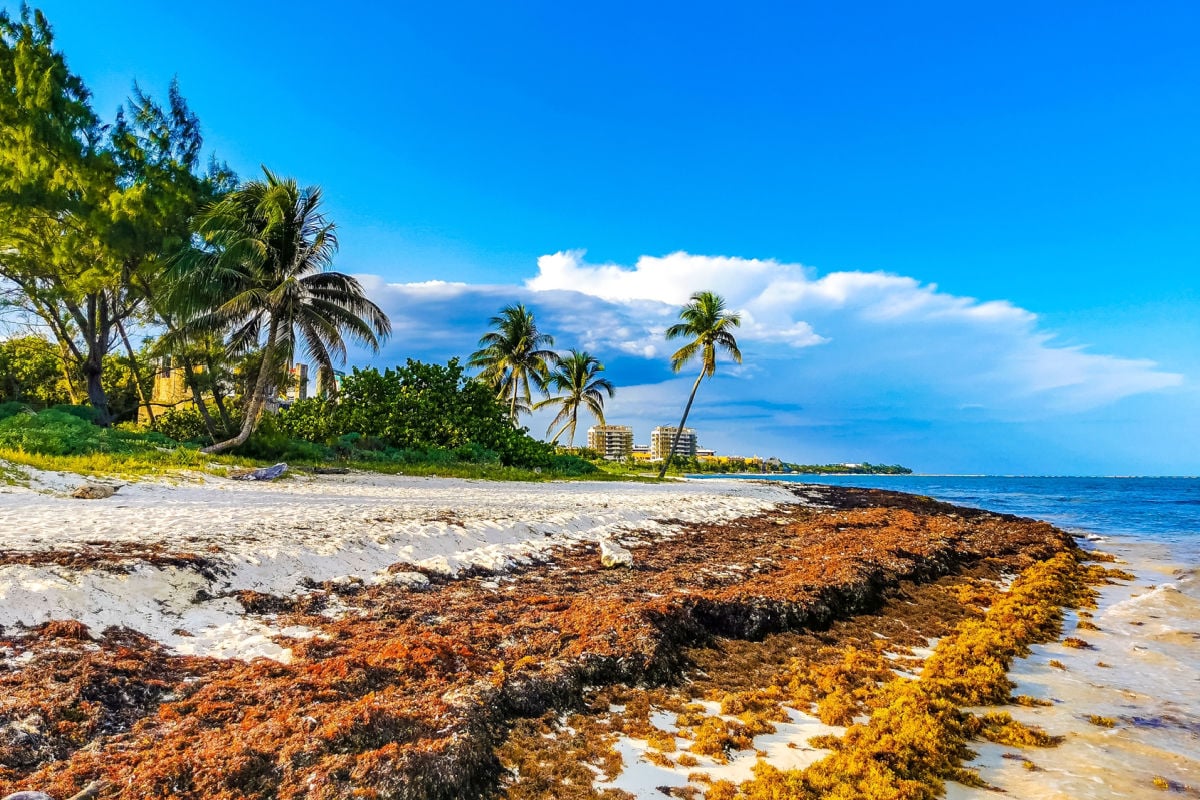 sargassum on beach in playa del carmen