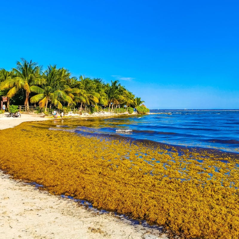 playa del carmen sargassum