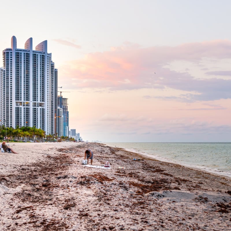 sargassum in miami