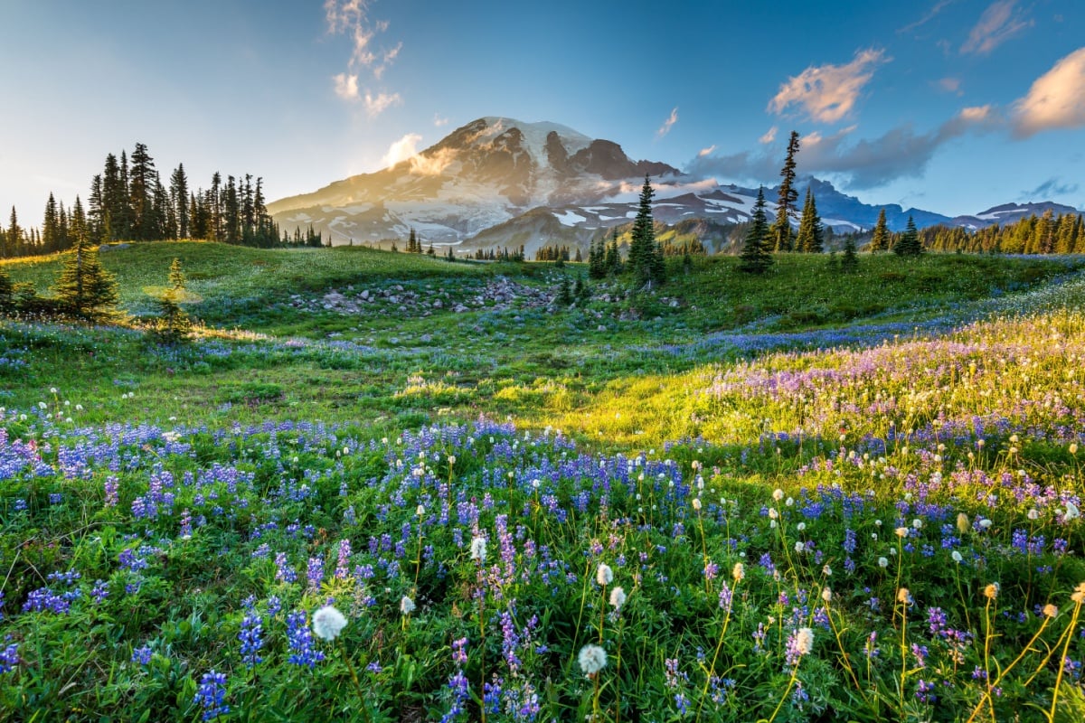 Mount Rainier National Park