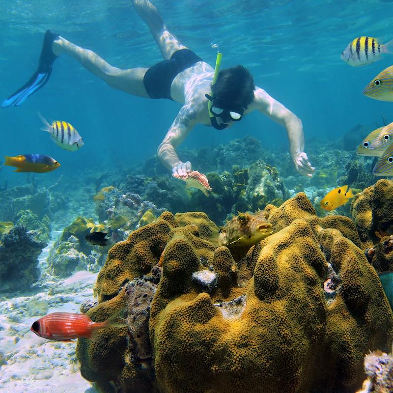 Man snorkeling underwater looks a starfish in a coral reef with tropical fish, Caribbean sea