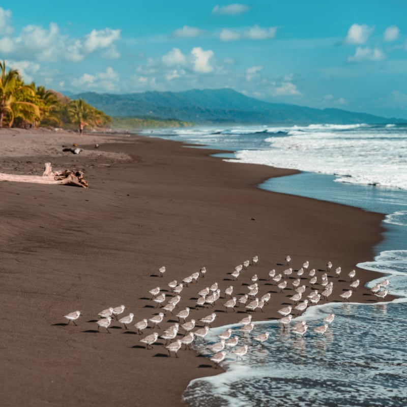 playa matapalo costa rica