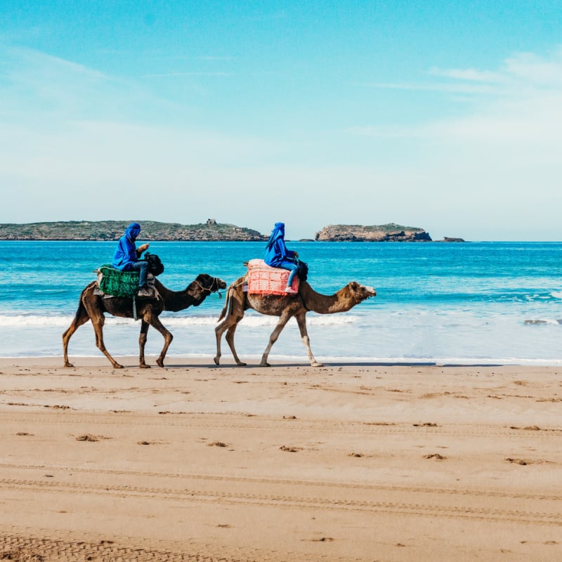 Camel rides on beach in Algeria