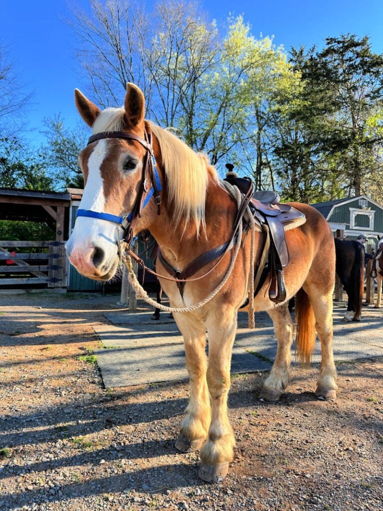 Fabio the horse, at Barnsley Resort