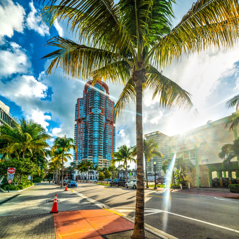 Palm trees and skyscrapers in Miami