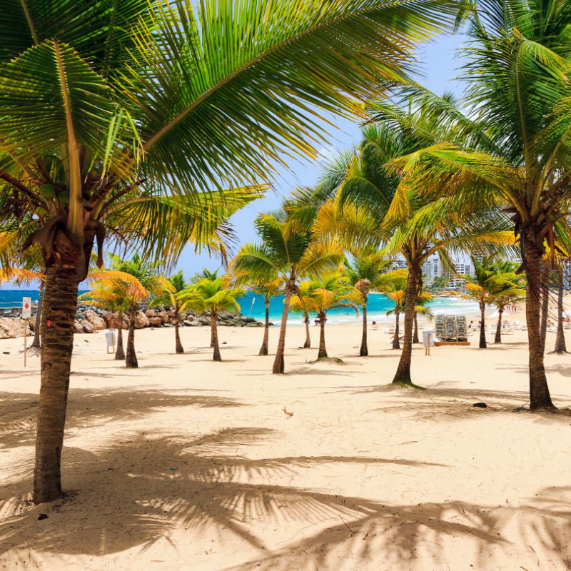 Palm Trees In Puerto Rico, Latin America, United States