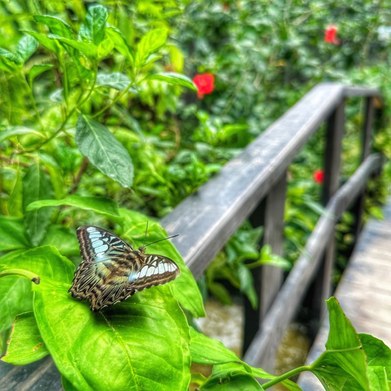 Butterfly Garden in Aruba