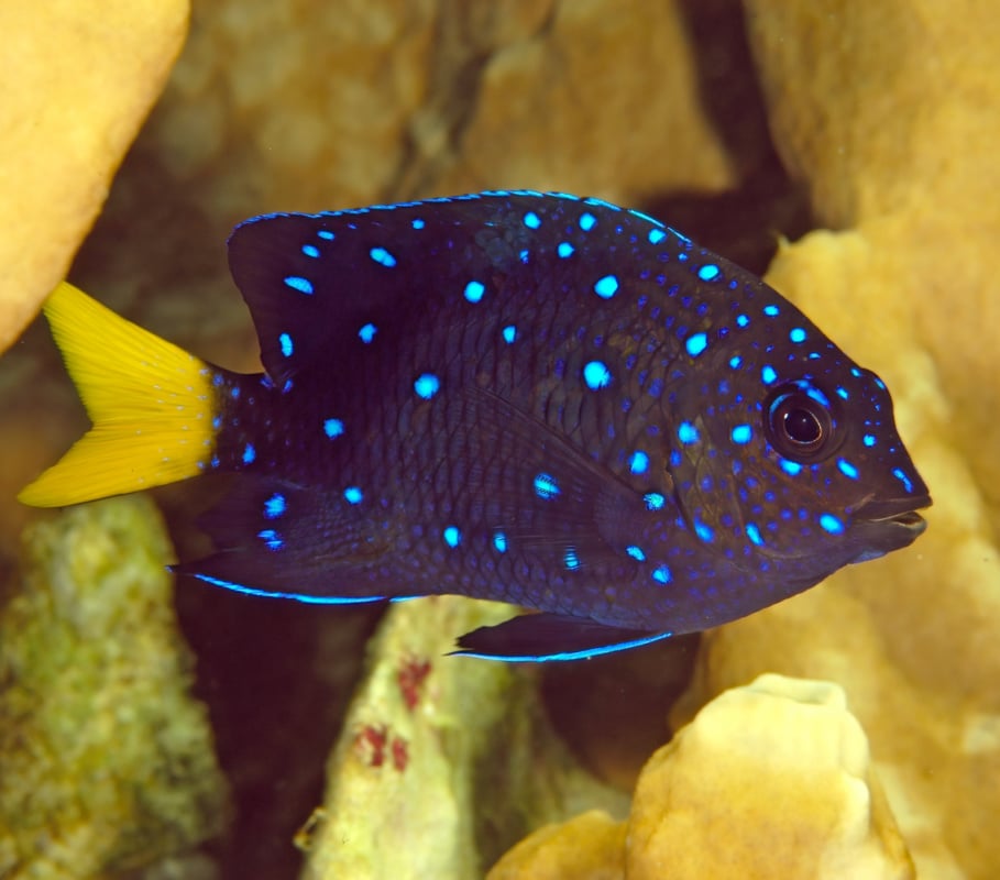 Yellowtail Damselfish