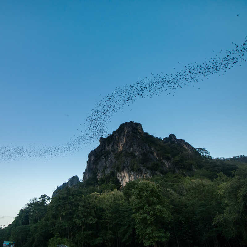 Bats Leaving Battambang Cave In Cambodia, Southeast Asia