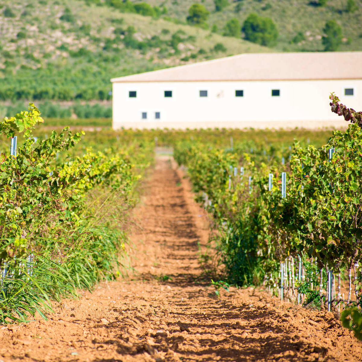 Vineyard In Castilla La Mancha, A Historic Region In The Middle Of Spain, Southern Europe