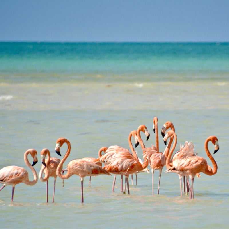 Flamingos On The Beach In Holbox Island, Caribbean Sea, Mexico, Latin America